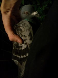 20100817192215.jpg