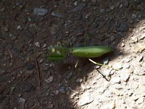 芦屋川〜有馬トレッキング_002.jpg