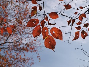 芦屋川〜有馬トレッキング_044.jpg