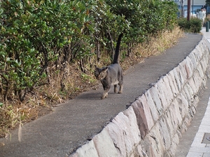 江ノ島 005.jpg