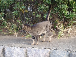 江ノ島 006.jpg